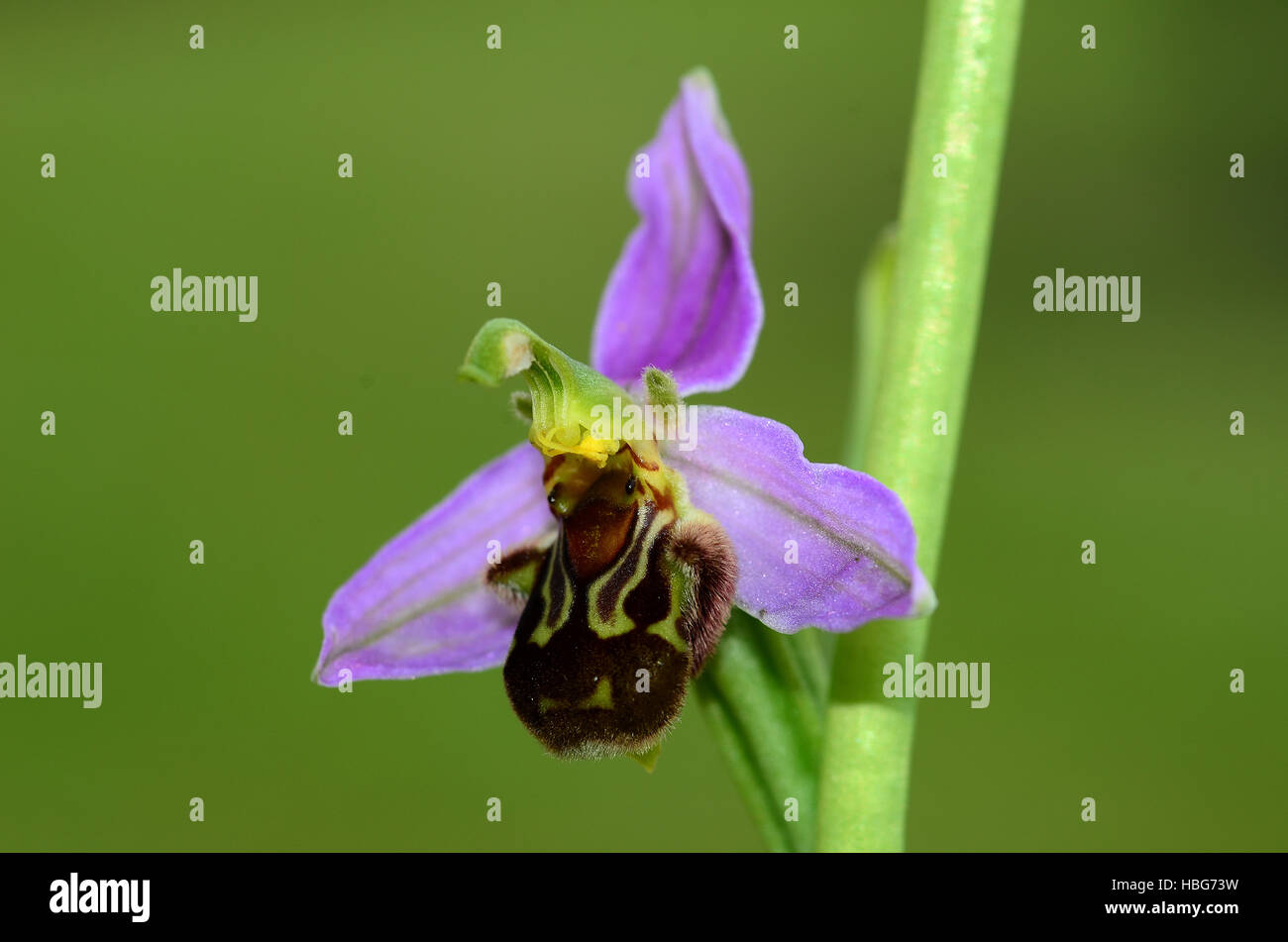 Orchidee, Biene Orchidee, Ophrys apifera Stockfoto