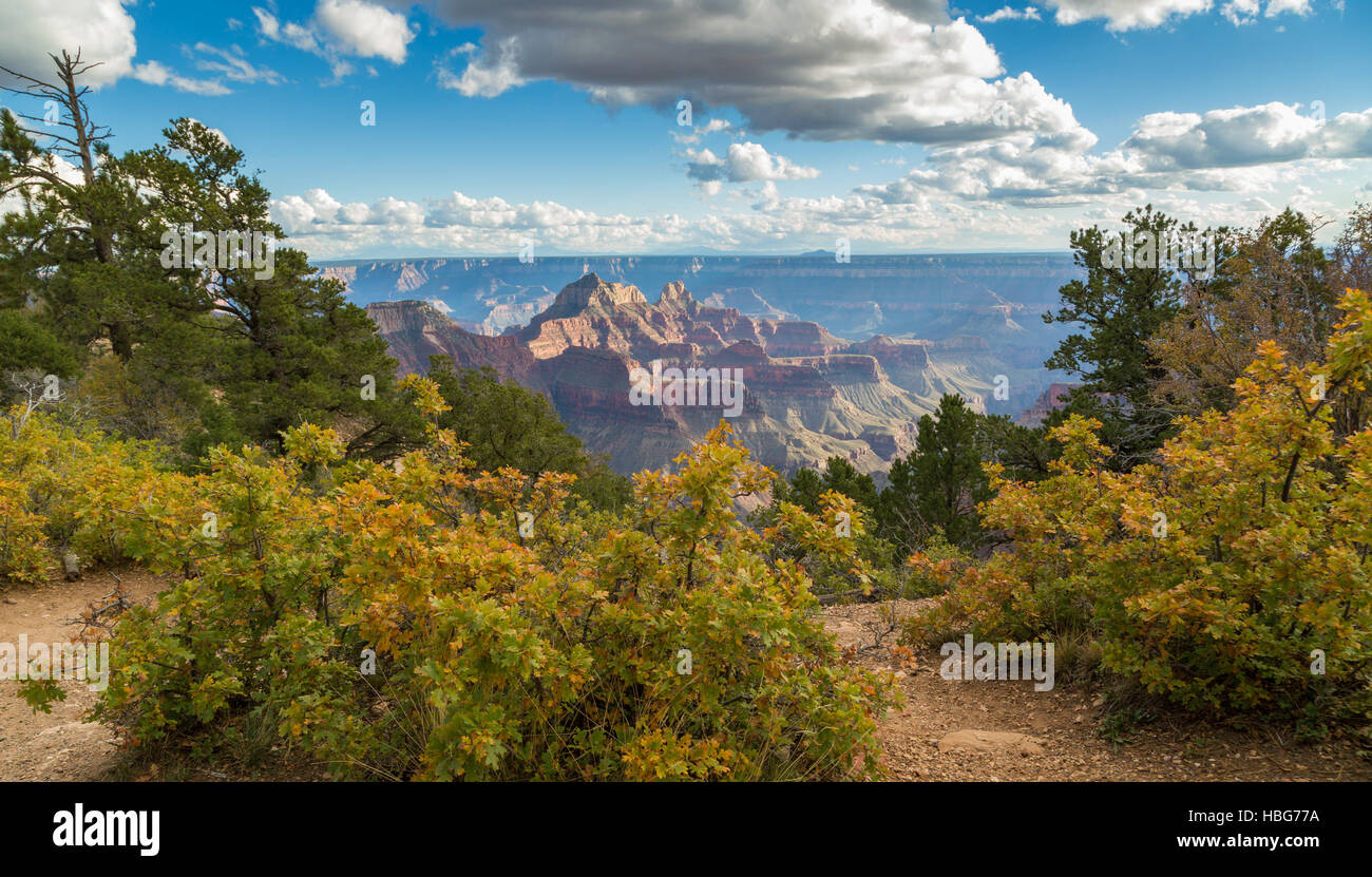 Ansicht des Grand Canyon North Rim, Grand Canyon National Park, Arizona, USA Stockfoto