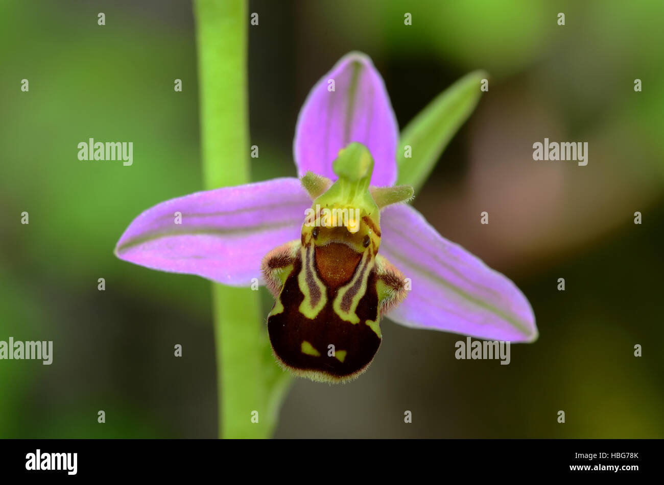 Orchidee, Biene Orchidee, Ophrys apifera Stockfoto