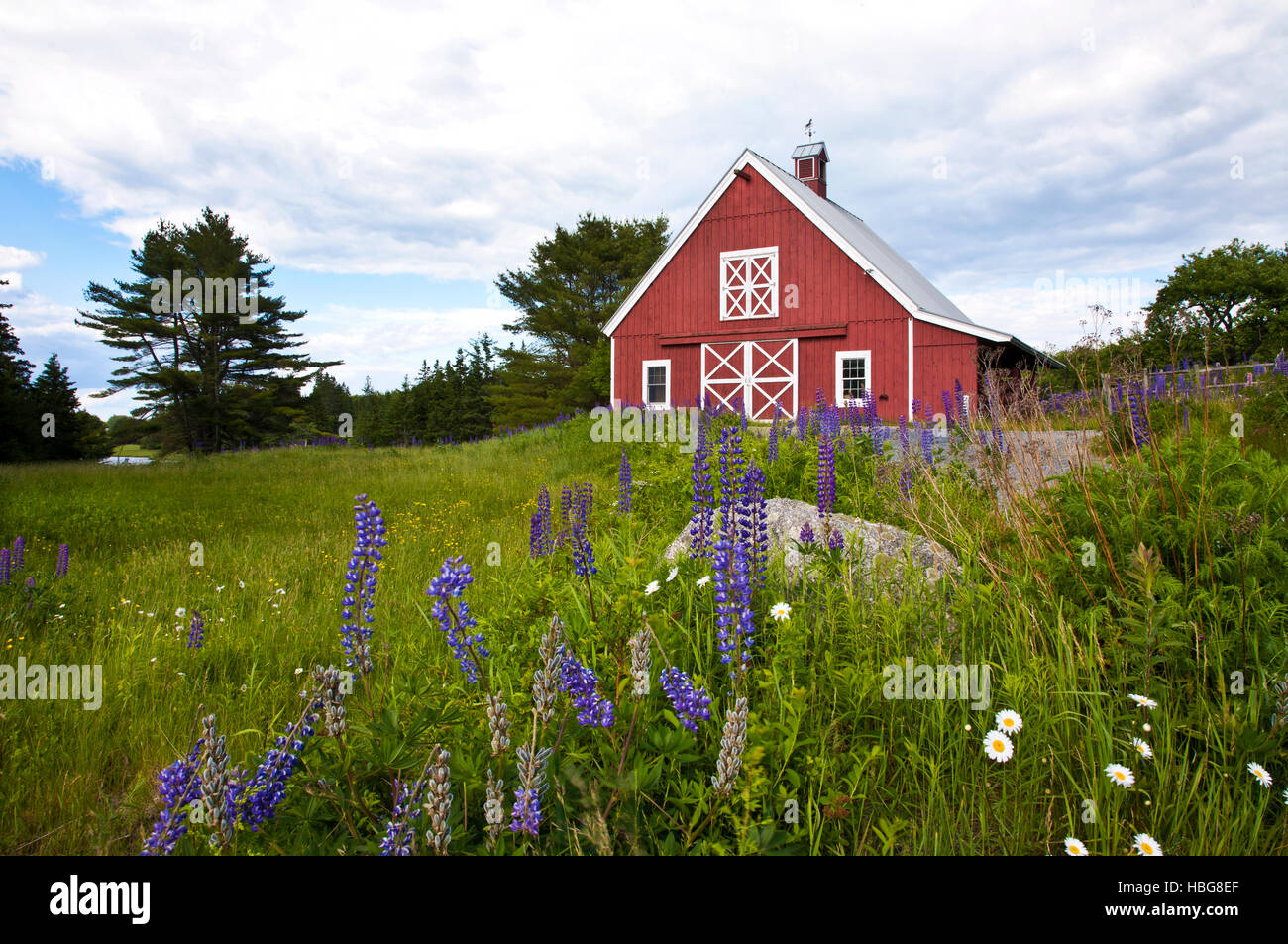 Rote Scheune und Frühling Lupine Wiesenblumen im Vordergrund, Acadia National Park, Maine, USA, US, New England, Rural America FS 10,71 MB Stockfoto