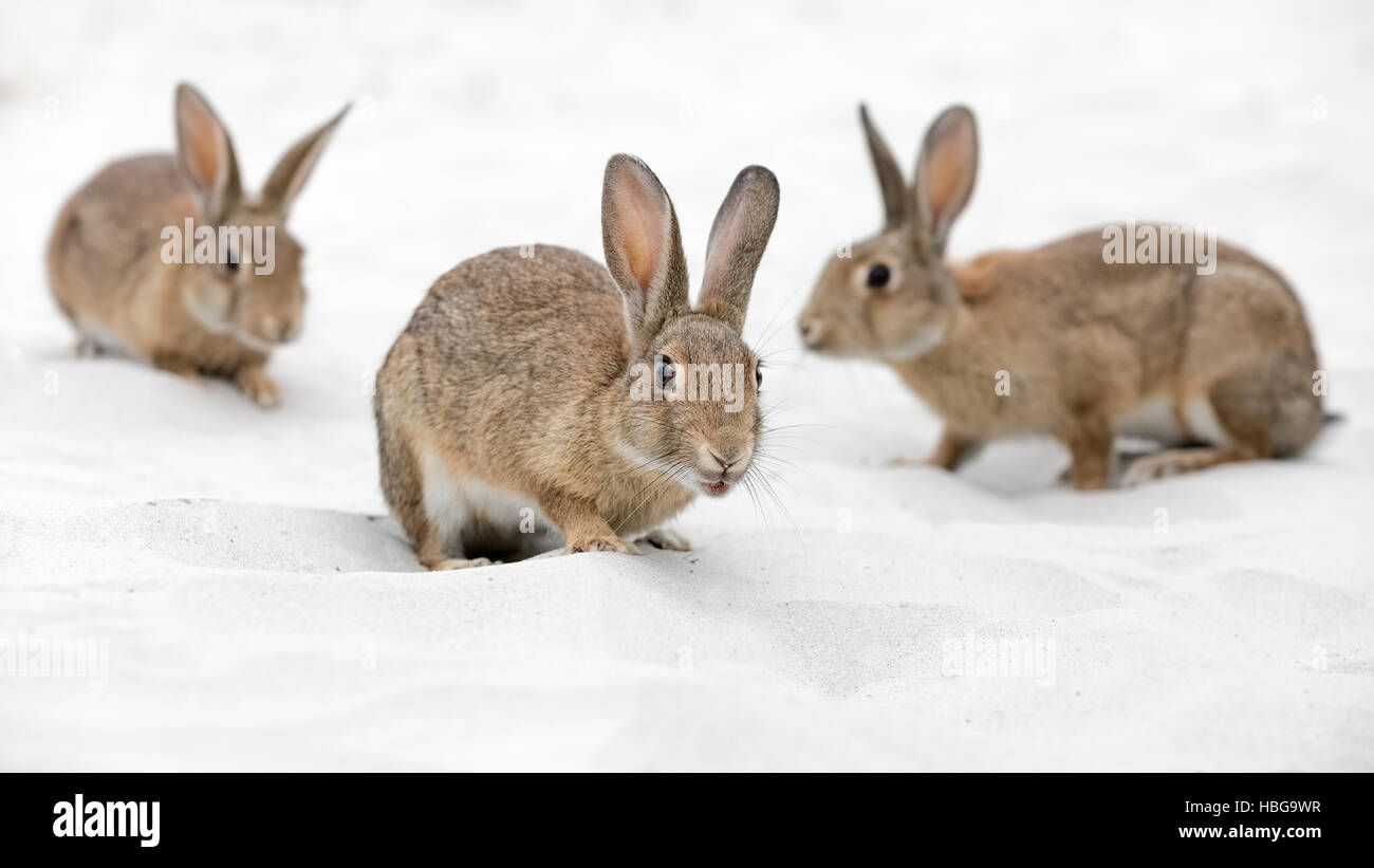 Europäische oder gemeinsame Kaninchen (Oryctolagus Cuniculus) auf Ostsee Dünen, Mecklenburg-Western Pomerania, Deutschland Stockfoto