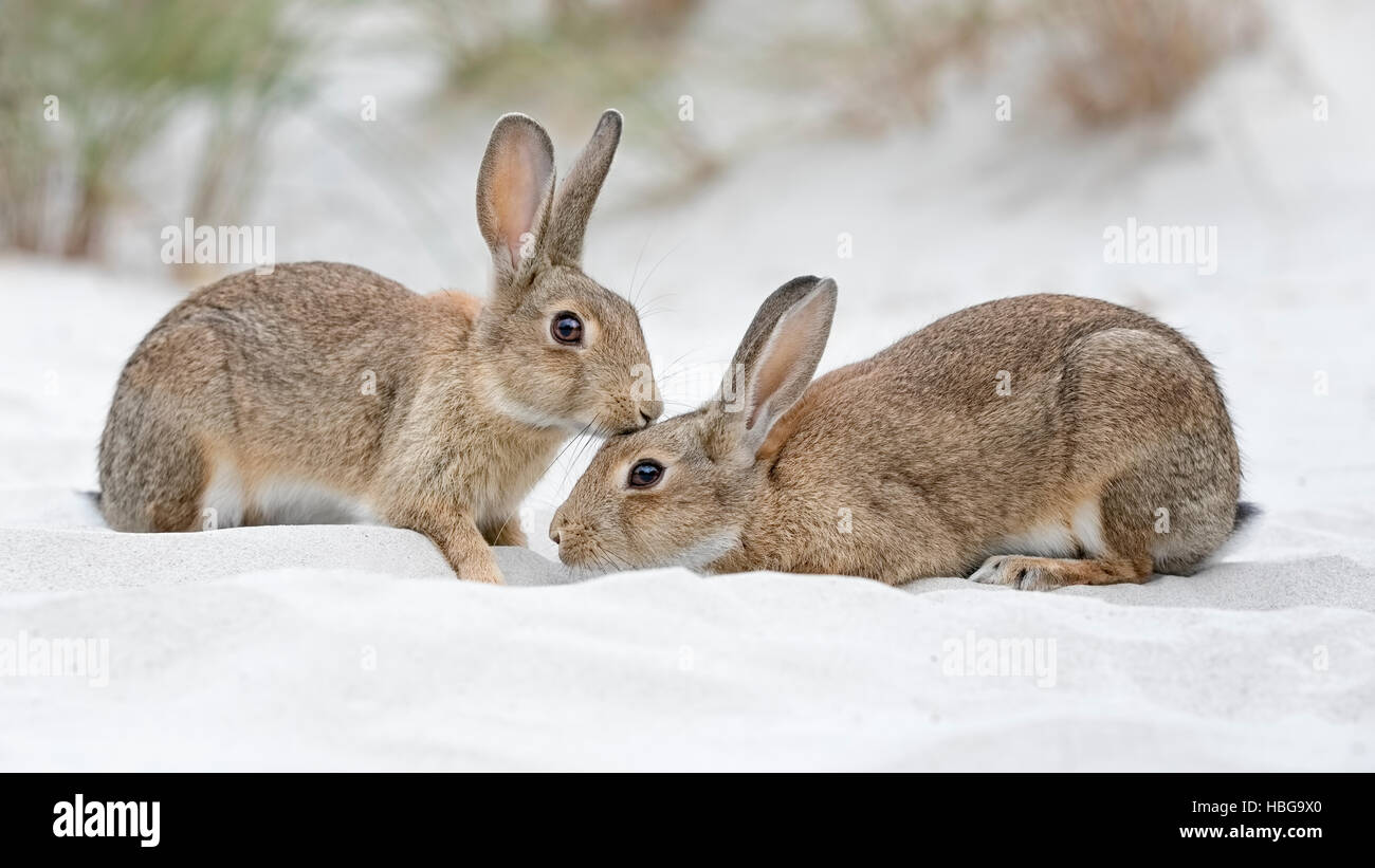 Europäische oder gemeinsame Kaninchen (Oryctolagus Cuniculus), paar auf Ostsee-Dünen, Mecklenburg-Western Pomerania, Deutschland Stockfoto