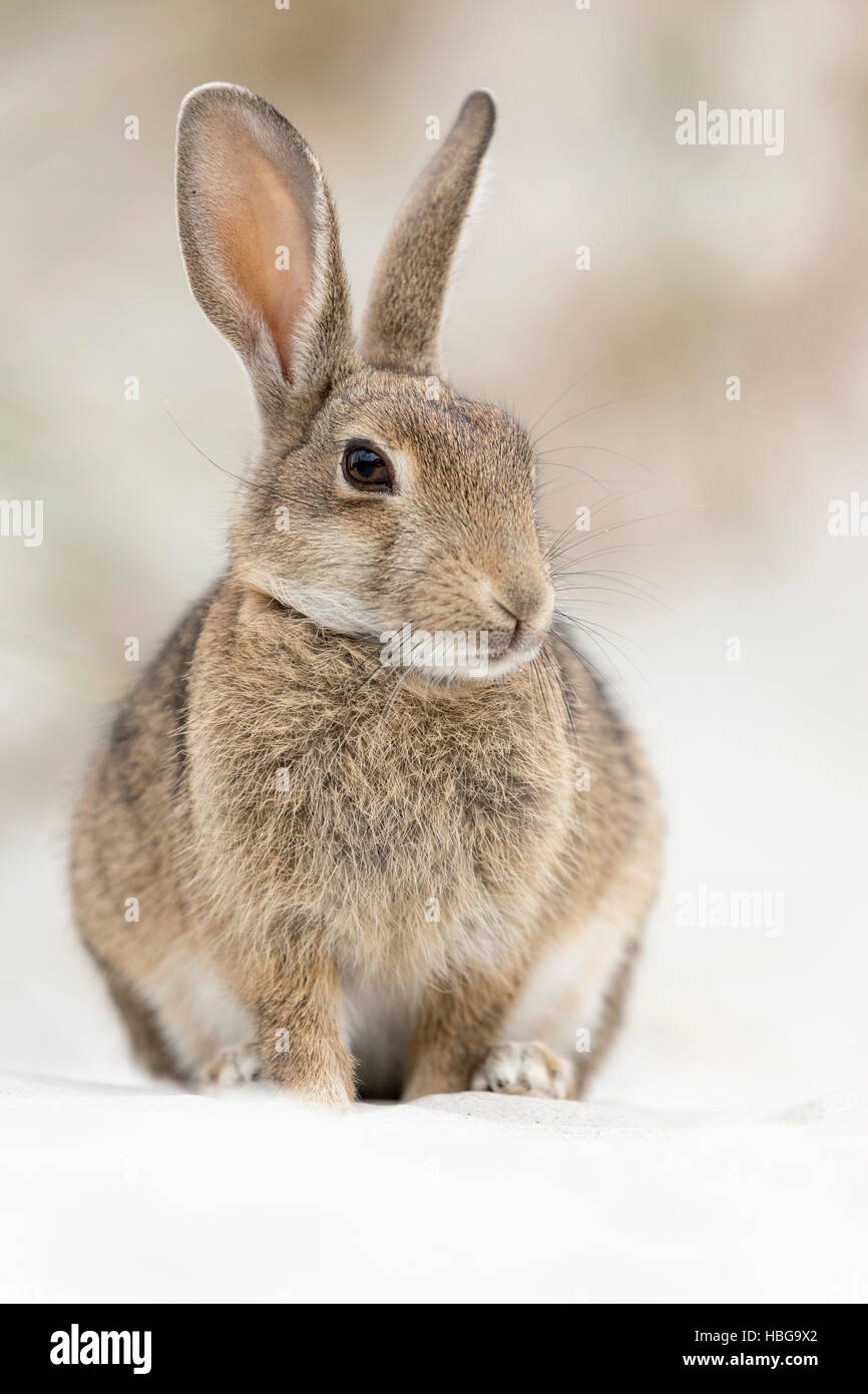 Europäische oder gemeinsame Kaninchen (Oryctolagus Cuniculus), buck auf Ostsee-Dünen, Mecklenburg-Western Pomerania, Deutschland Stockfoto