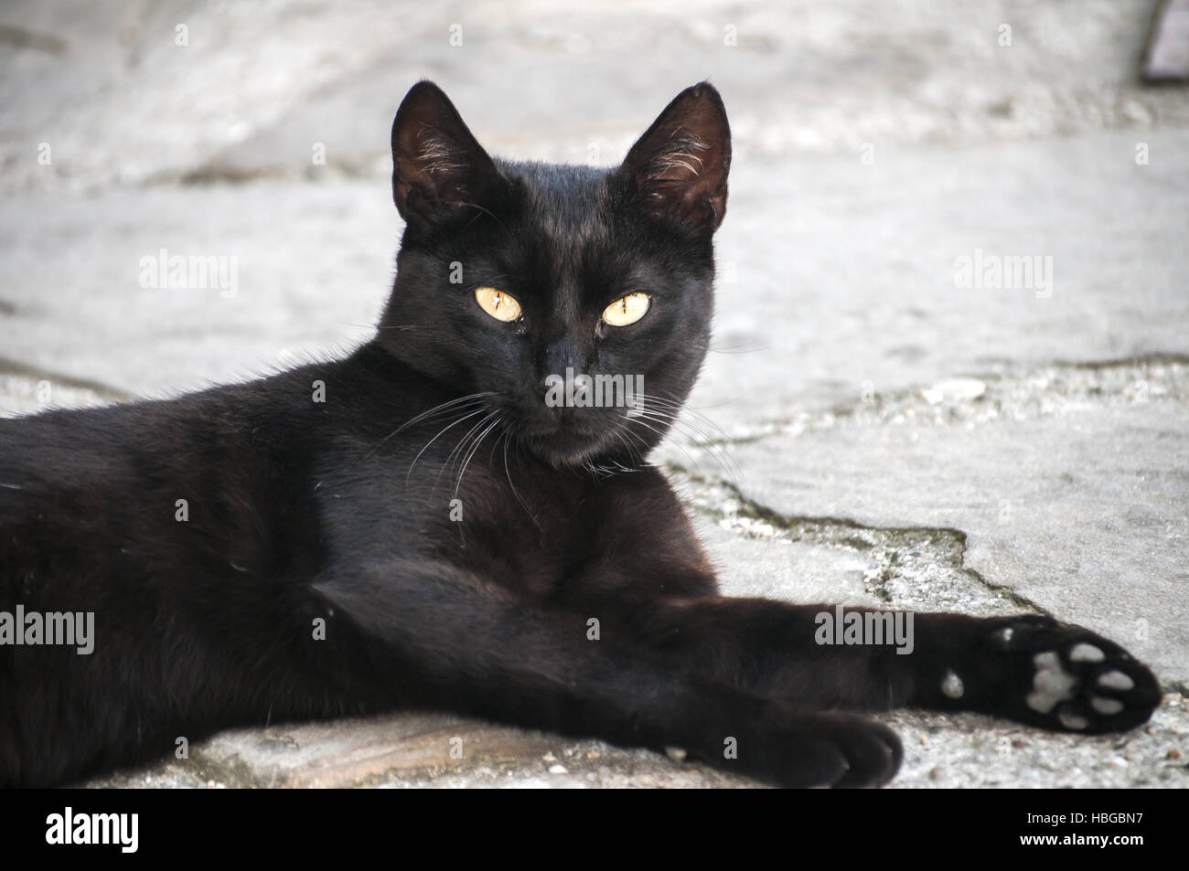 Schwarze Katze closeup Stockfoto
