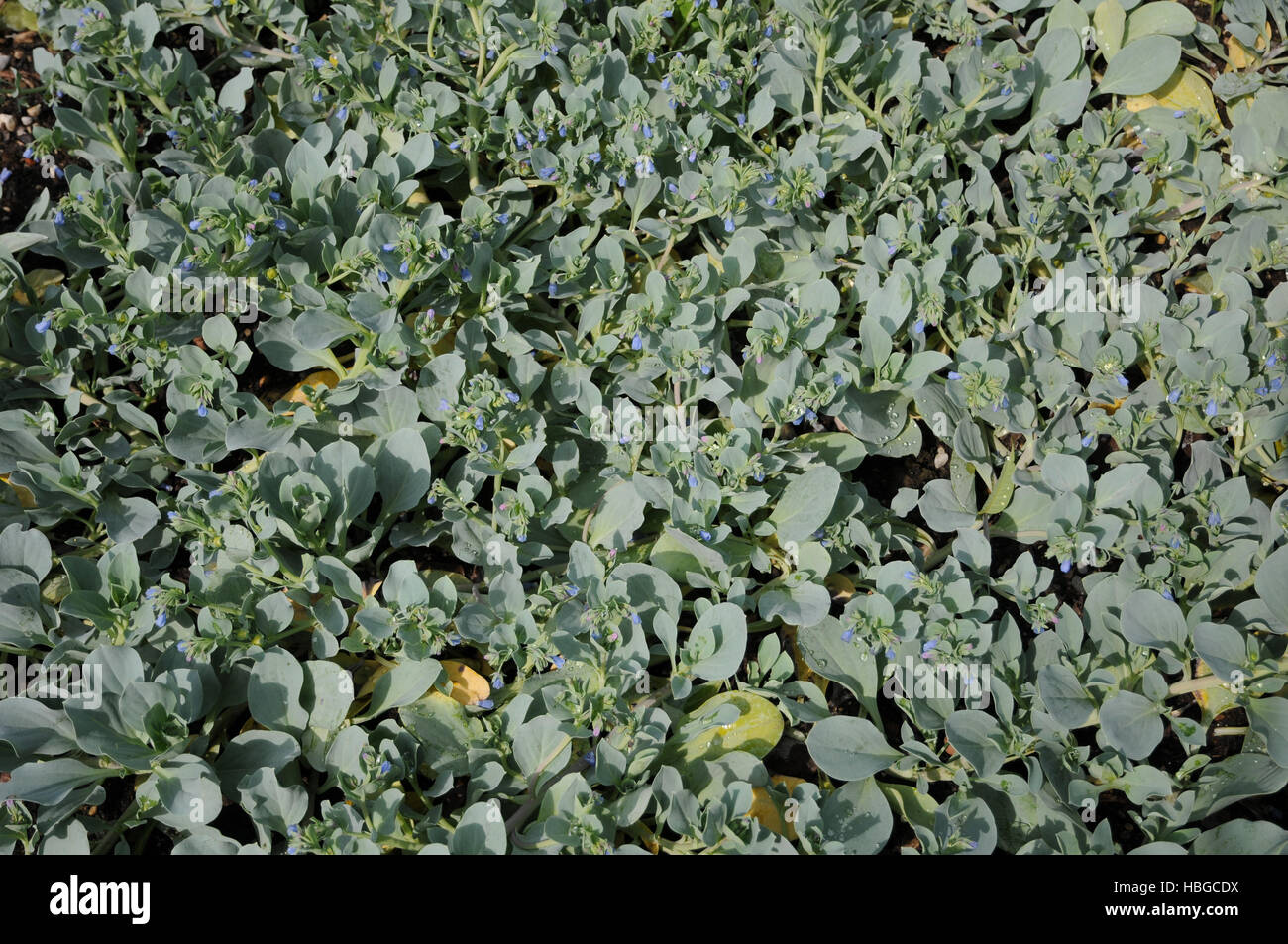 Mertensia Maritima, oysterleaf Stockfoto