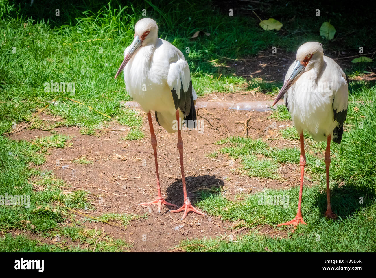 Zwei Störche im zoo Stockfoto