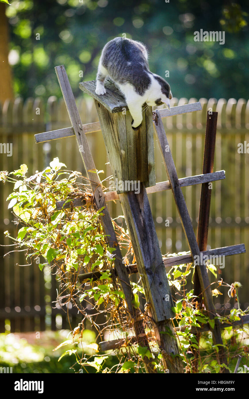 Eine wilde Katze jagt Vögel in jemandes Hinterhof. Stockfoto