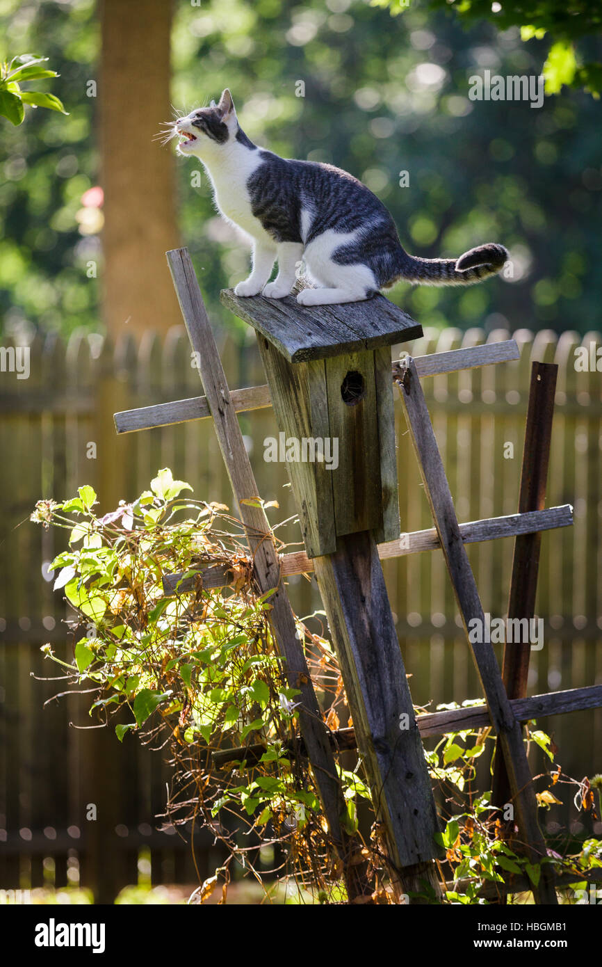 Eine wilde Katze jagt Vögel in jemandes Hinterhof. Stockfoto