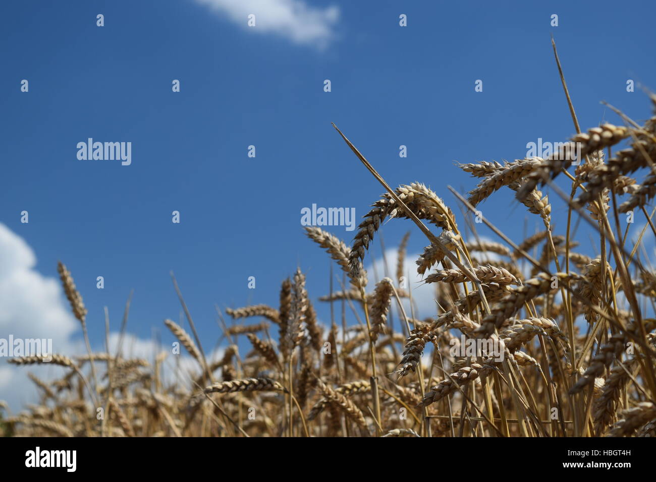 Ährchen Weizen gegen den Himmel Stockfoto