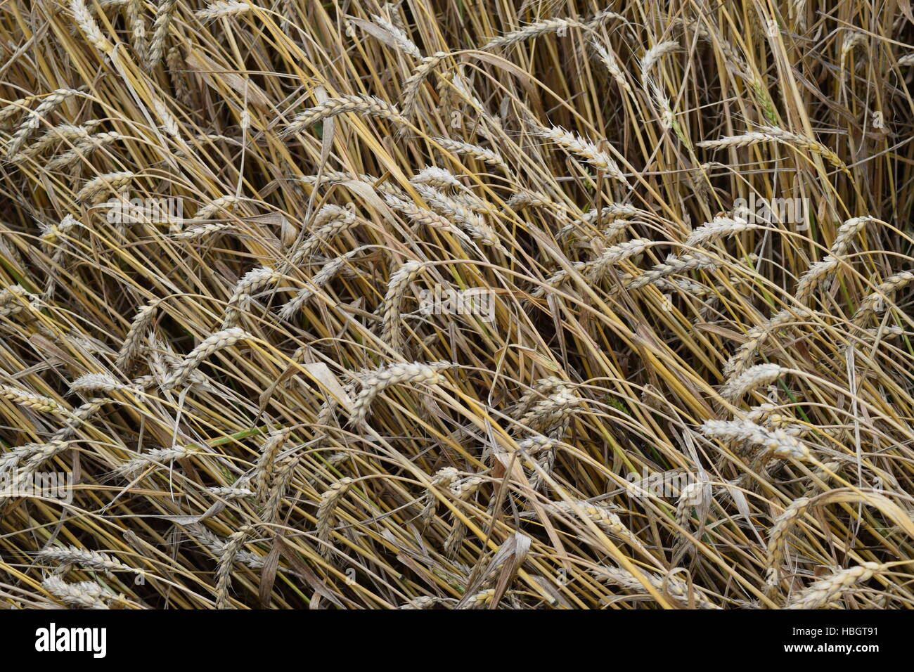 Feld von Weizen Stockfoto