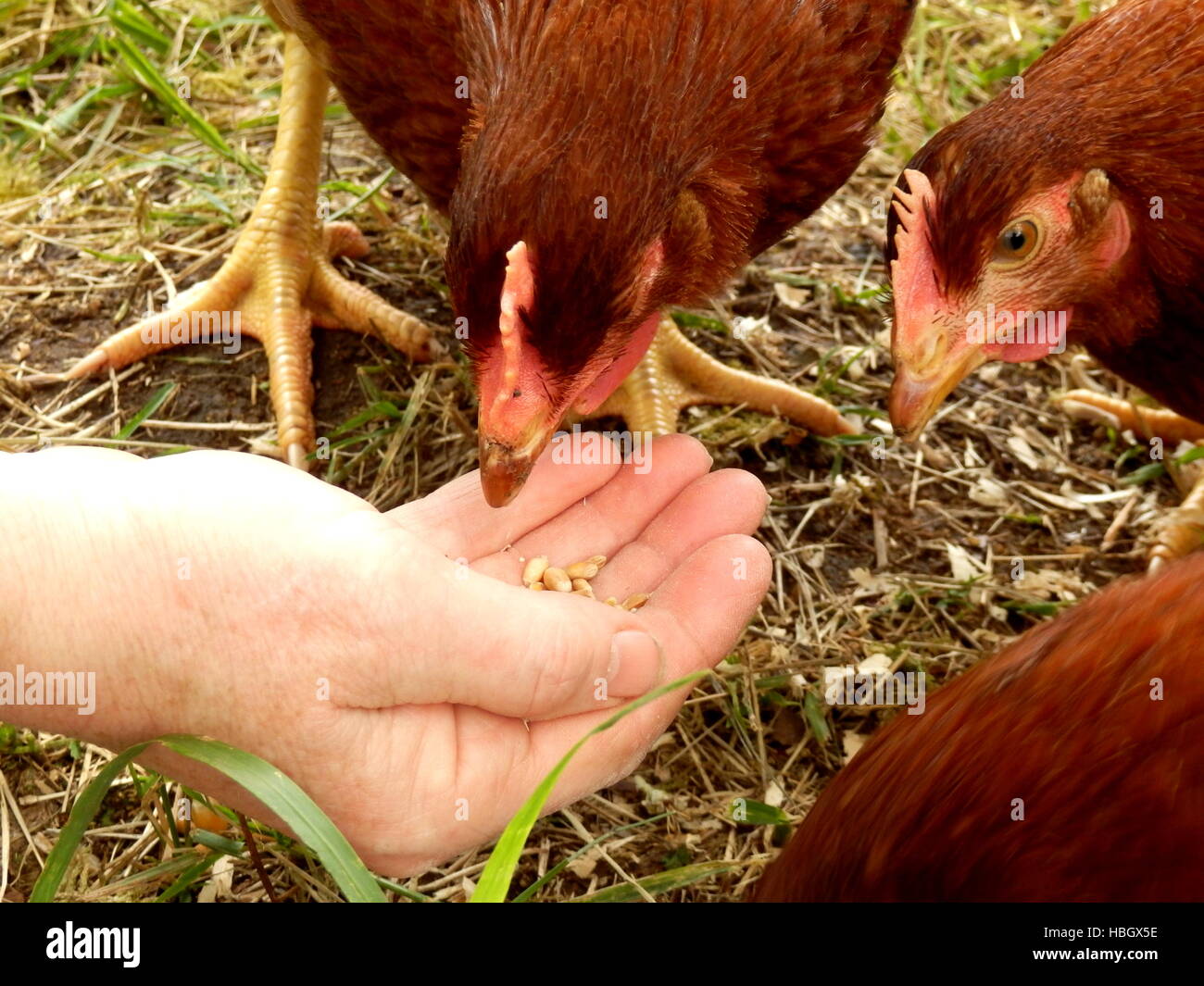 Maran Hühner füttern Stockfoto