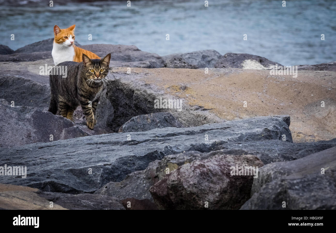 Niedliche Katzen Stockfoto