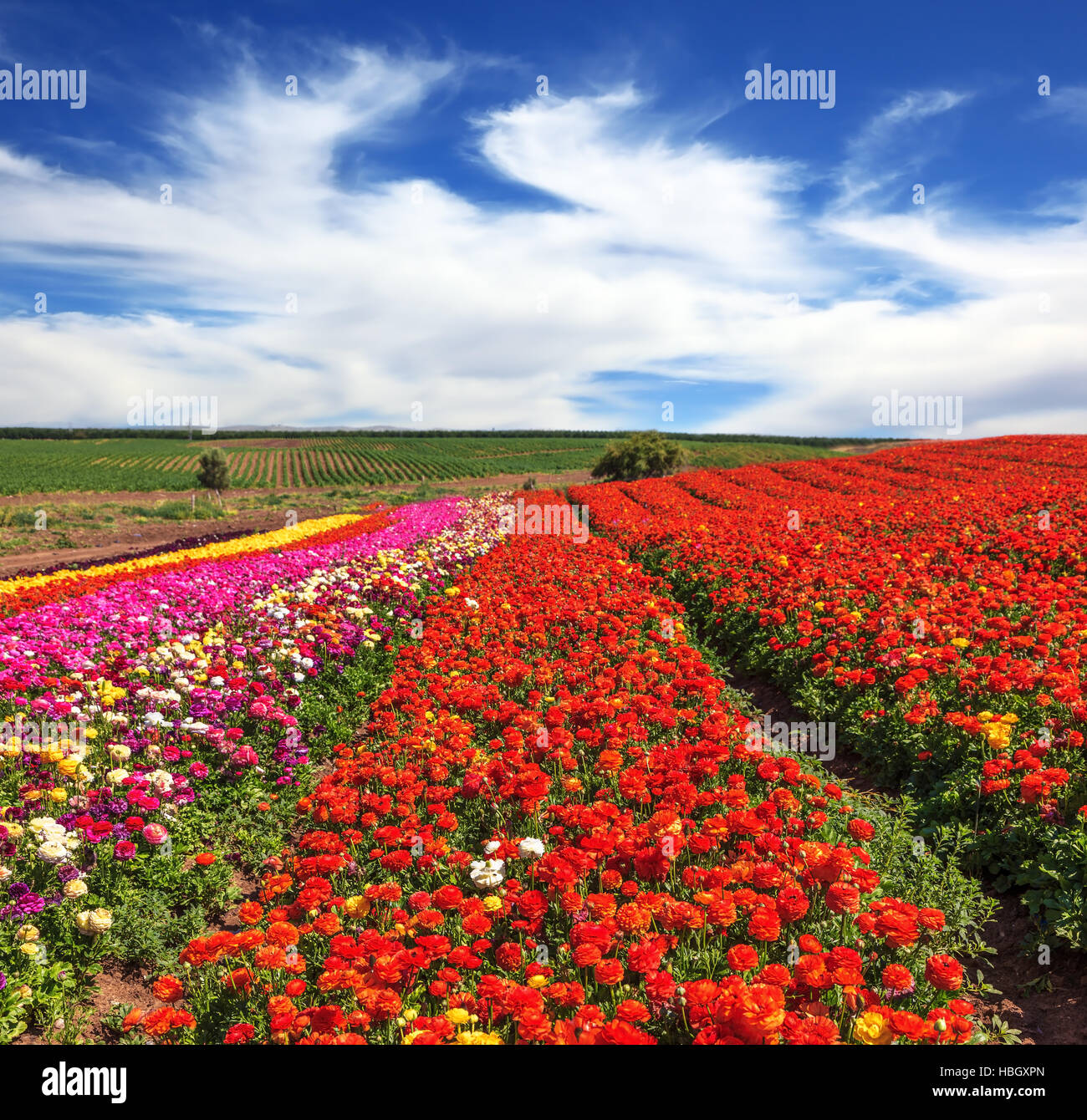 Bewölkten Frühlingstag Stockfoto