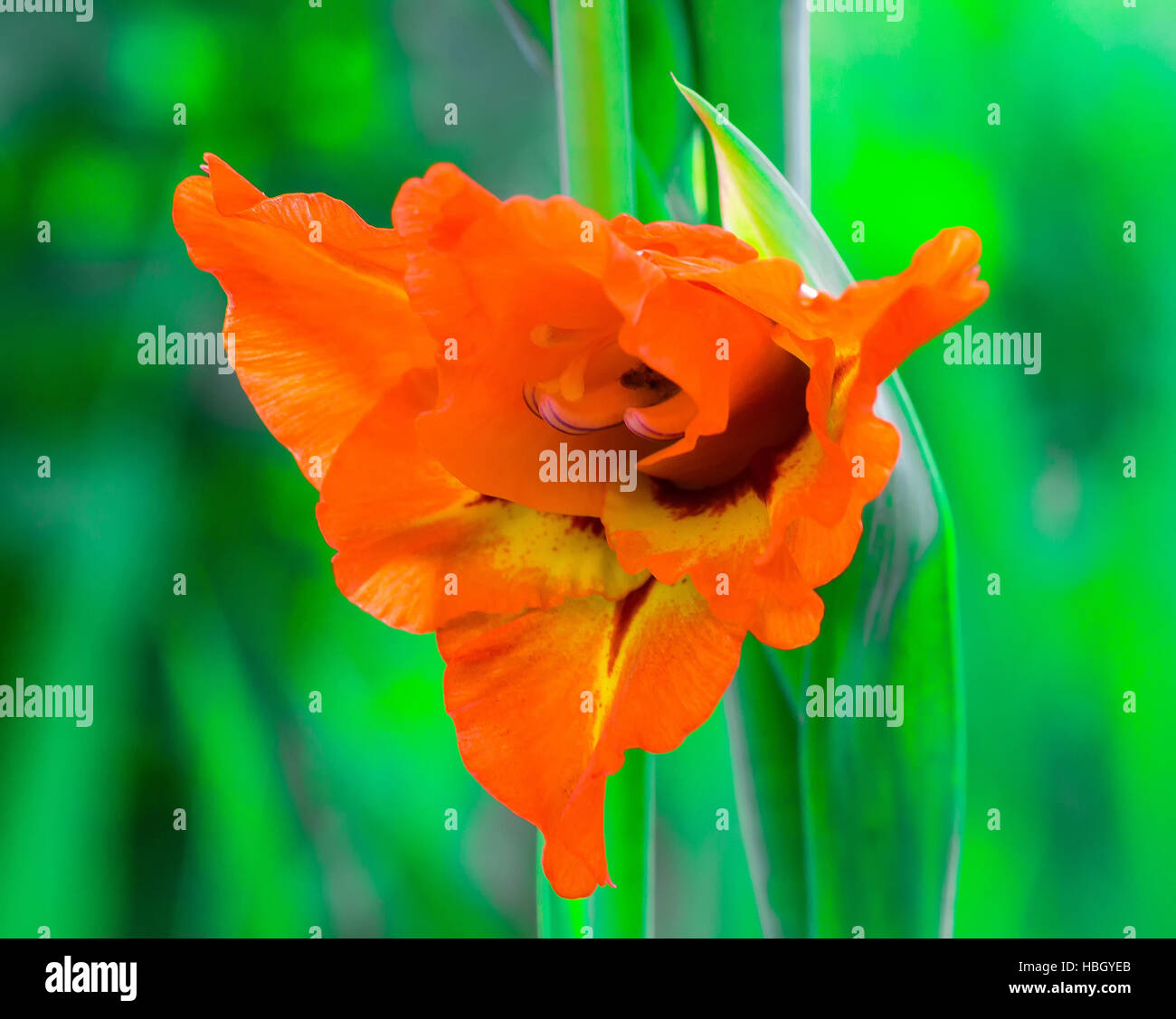 Gladiolen Orange Blumen Stockfoto