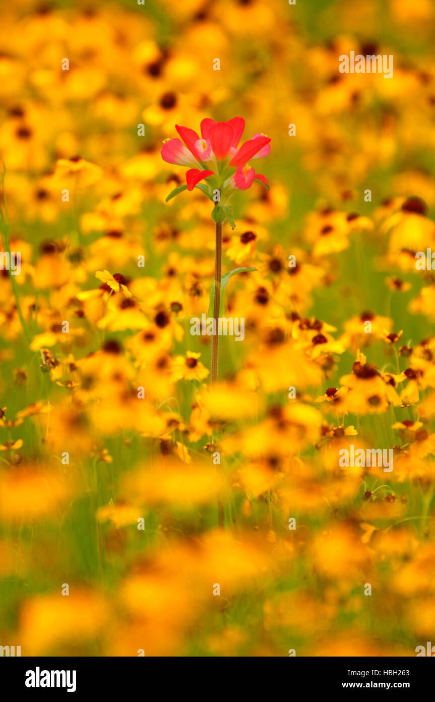 Indian Paintbrush mit gelben Daisy, Inks Lake State Park, Texas Stockfoto