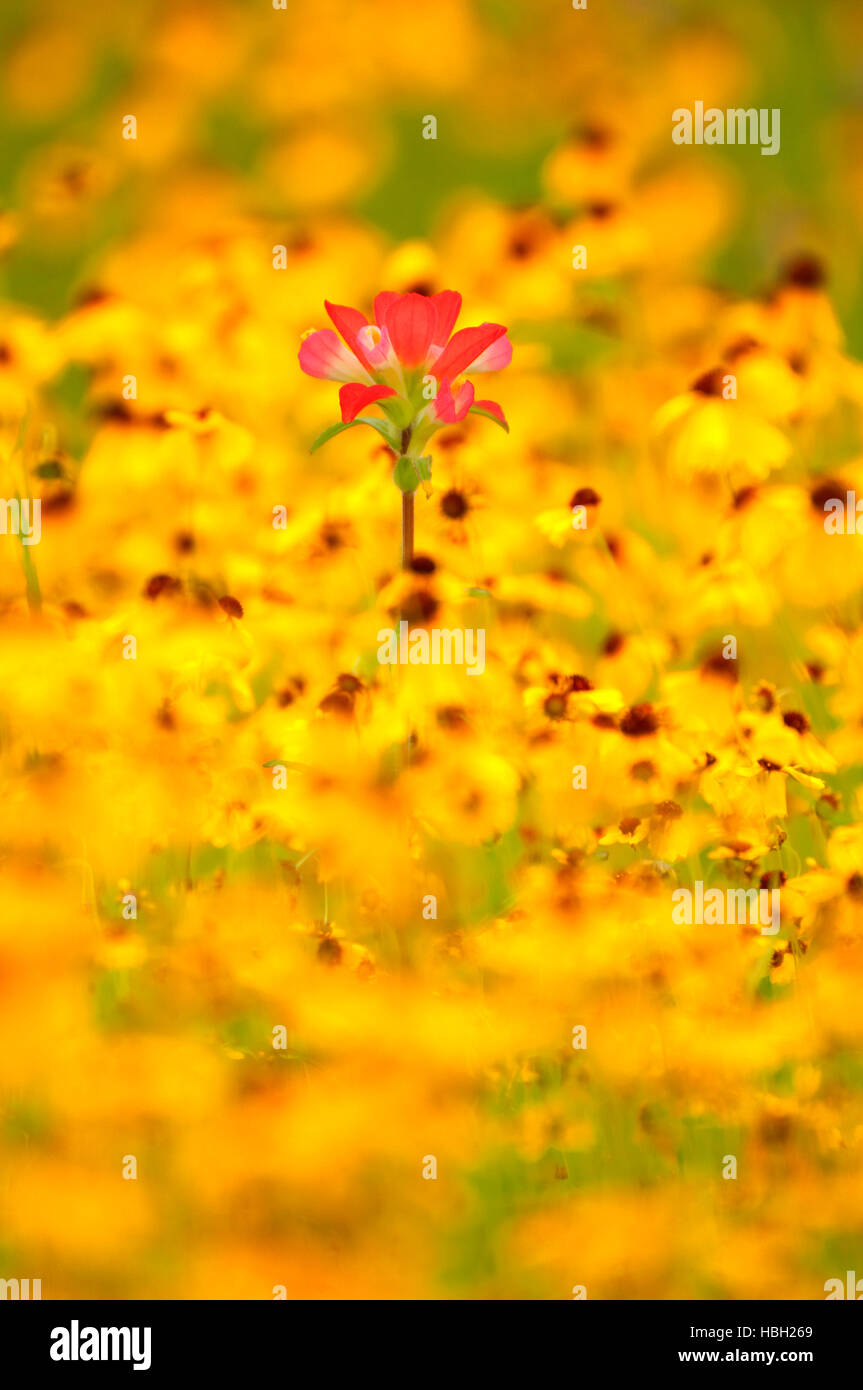 Indian Paintbrush mit gelben Daisy, Inks Lake State Park, Texas Stockfoto