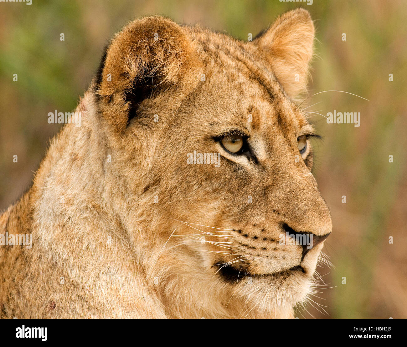 Seite Portrait von löwin (Panthera leo) Stockfoto