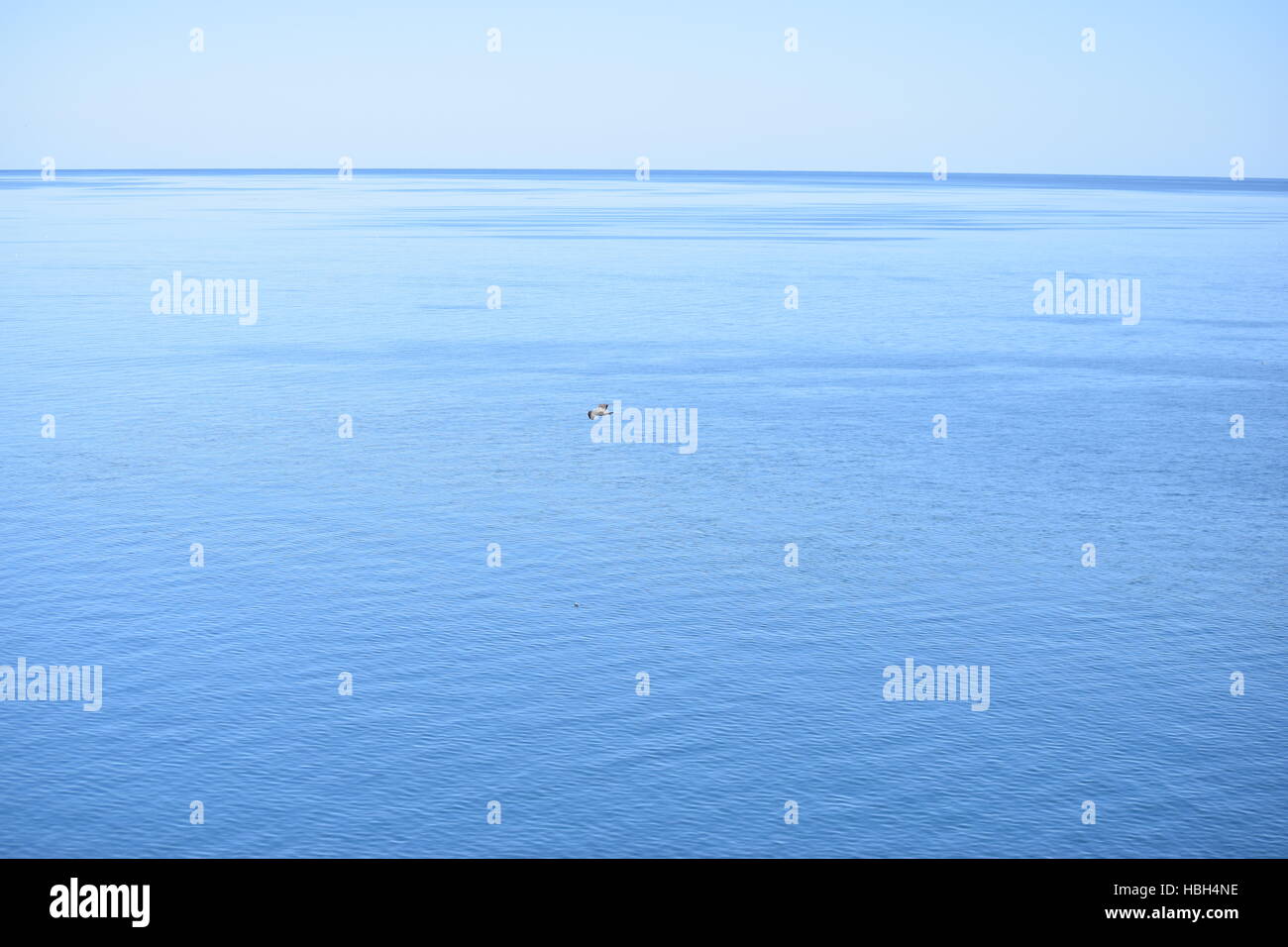 Eine Möwe fliegt über die Bay Of Fundy, eine perfekte ruhigere blau lackiert. Stockfoto