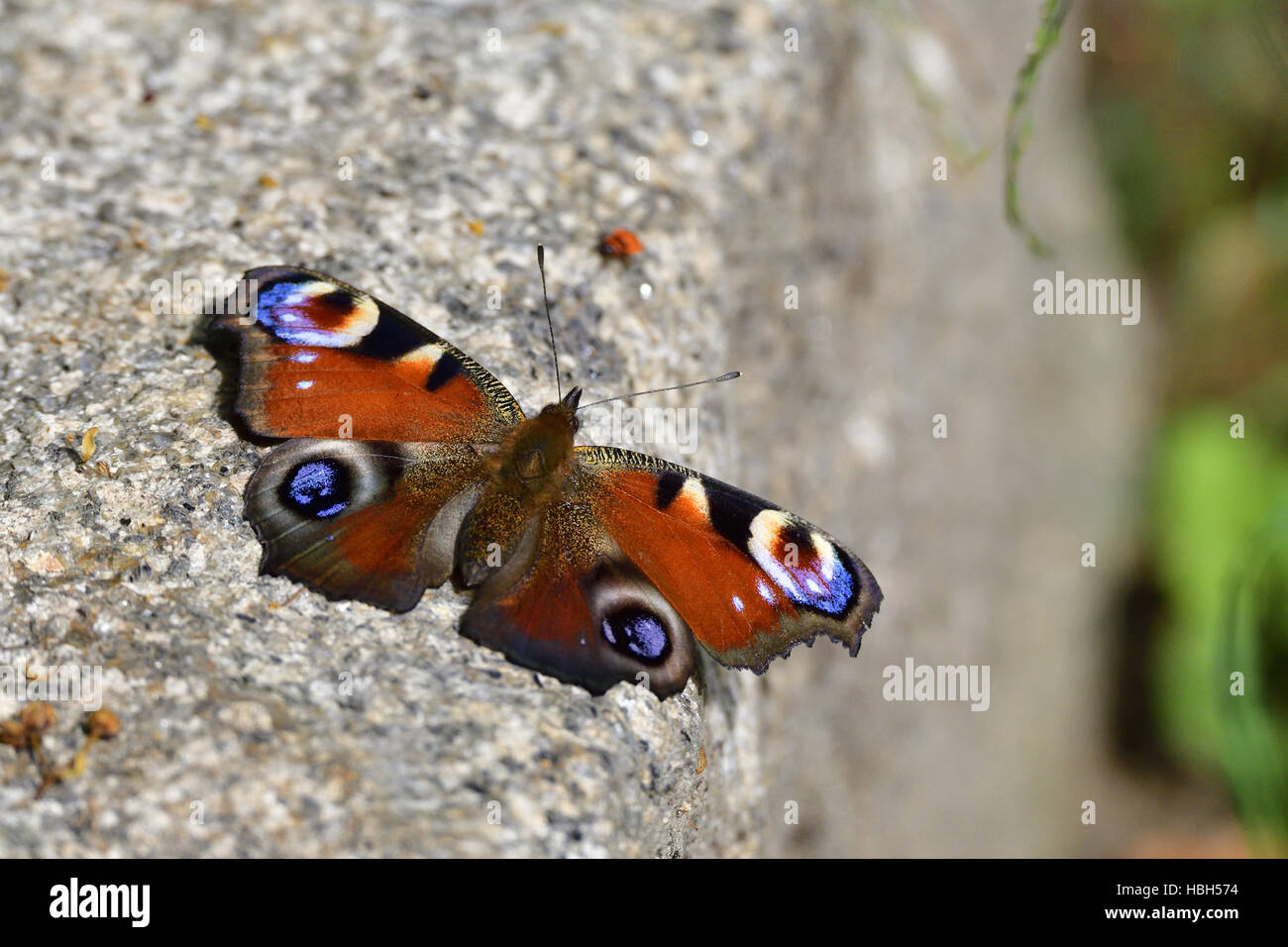 Gemeinsamen Tagpfauenauge Stockfoto