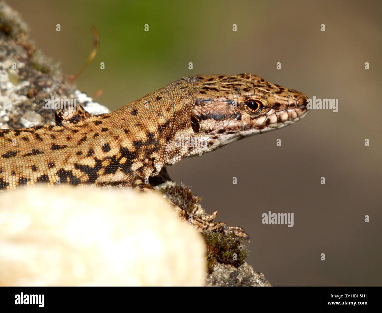 Gemeinen Eidechse Stockfoto