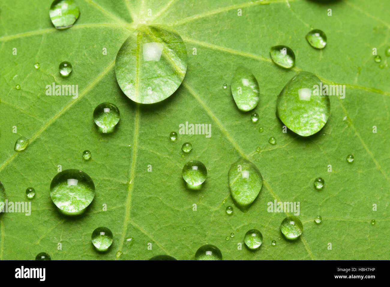 Lotus-Effekt mit Wasser fallen auf Lotusblatt Stockfoto