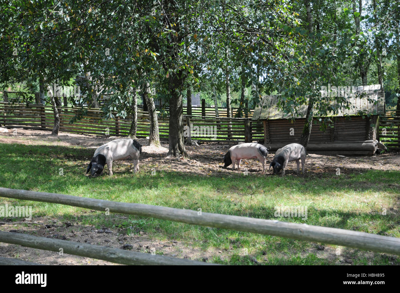 Sus Scrofa Domesticus, Schwäbisch-Hall-Schweine Stockfoto