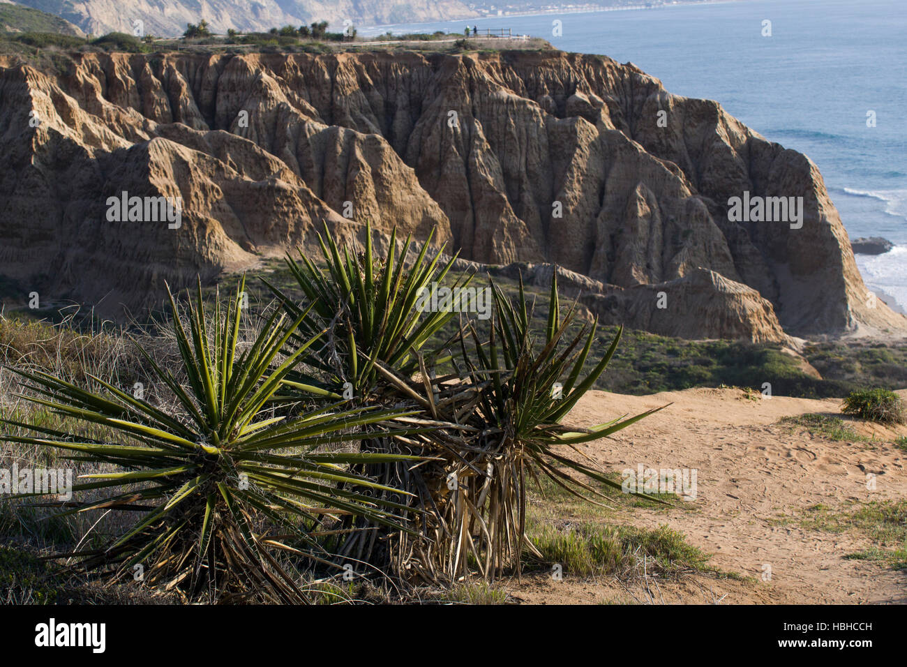 Yucca-Pflanzen entlang der Pazifischen Ozean Klippen im Torrey Pines, La Jolla, Kalifornien. Stockfoto