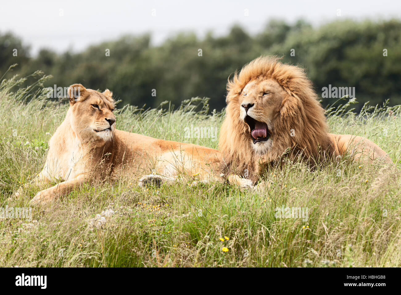 Bild von Löwen in Rasen Stockfoto