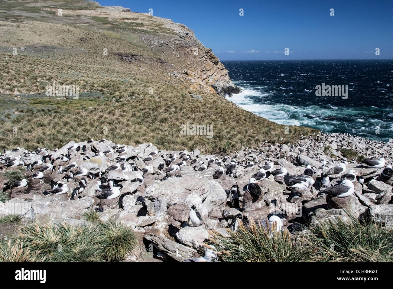 Black-browed Albatross (Thalassarche Melanophris) viele Erwachsene in Brutkolonie, Falkland-Inseln Stockfoto