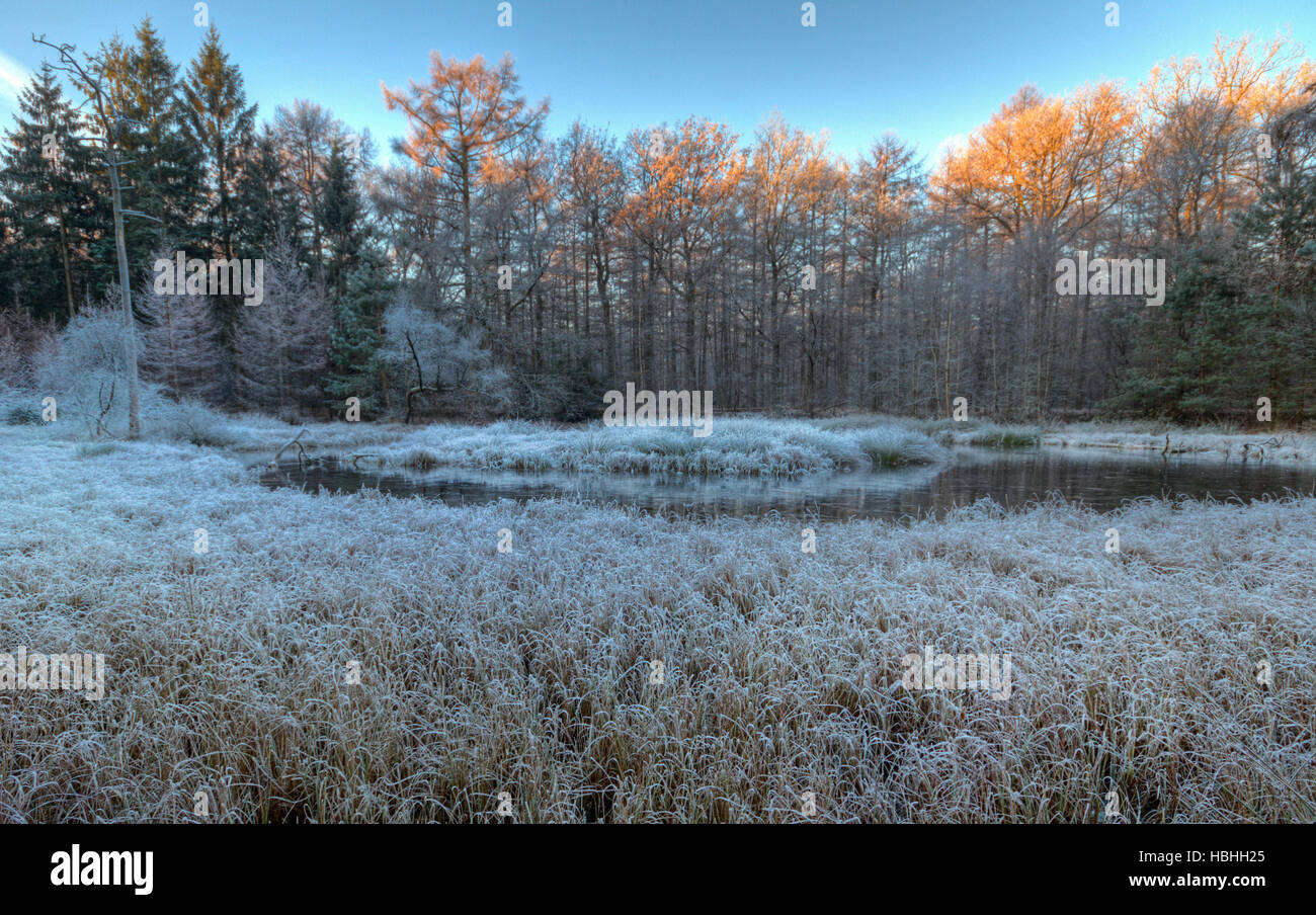 Ersten Sonnenstrahlen auf den Baumkronen über einen gefrorenen See im Wald an einem kalten Morgen Stockfoto