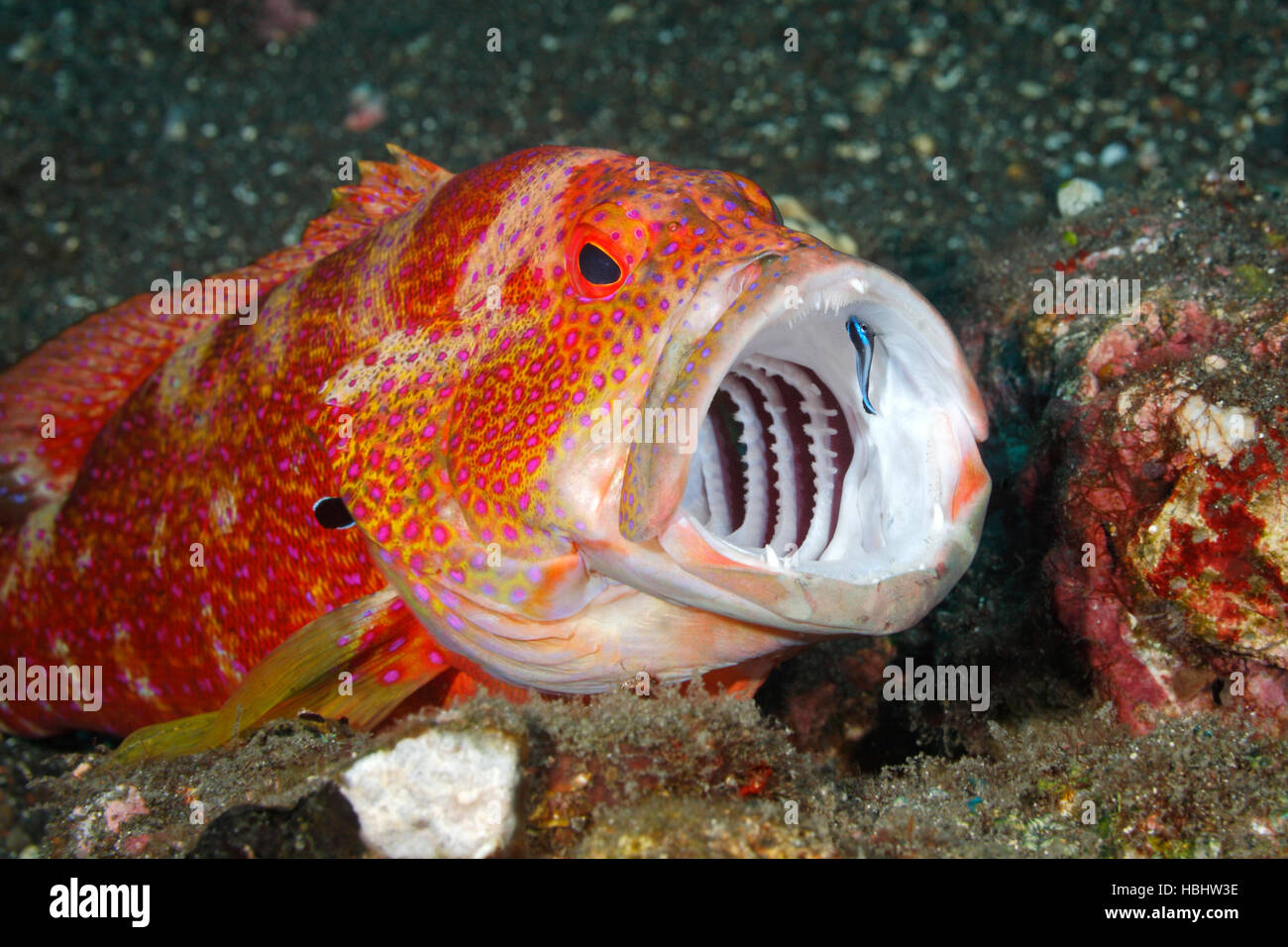 Tomaten Cod oder Tomaten Zackenbarsch, Cephalopholis Sonnerati, Zähne gereinigt durch eine sauberere Blue Streak Lippfisch Labroides Didimidiatus. Stockfoto