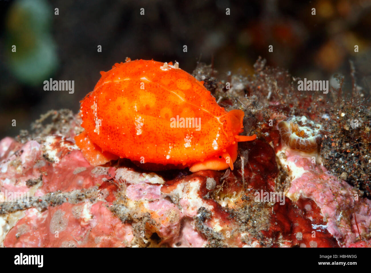 Tan und weiß Sieb Kaurischnecken, Cribrarula Cribraria zeigt den Mantel und das Auge. Zuvor Cypraea Cribraria. Tulamben, Bali, Indonesien. Balisee, indisch Stockfoto