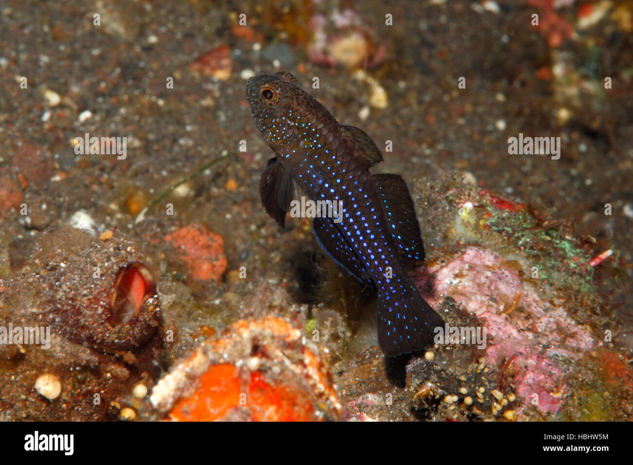 Cheekspine Goby, auch bekannt als Bluedot Goby und Millers Dame, Asterropteryx ensifera. Tulamben, Bali, Indonesien. Bali Meer, Indischer Ozean Stockfoto