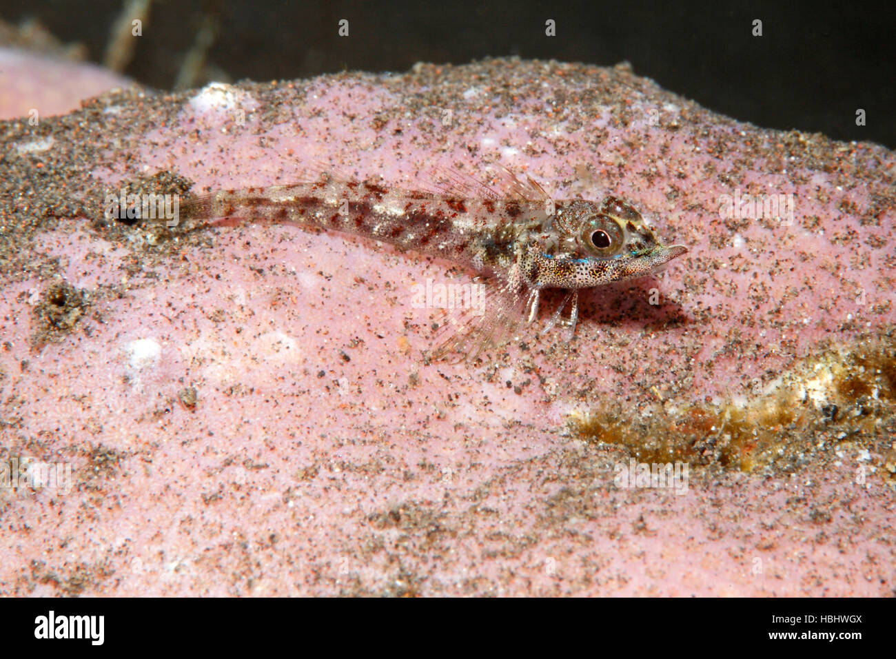 Nashorn Triplefin, Helcogramma Nashorn. Diese Fische haben ihren Namen von der fleischigen Erweiterung der Oberlippe. Tulamben, Bali, Indonesien. Stockfoto