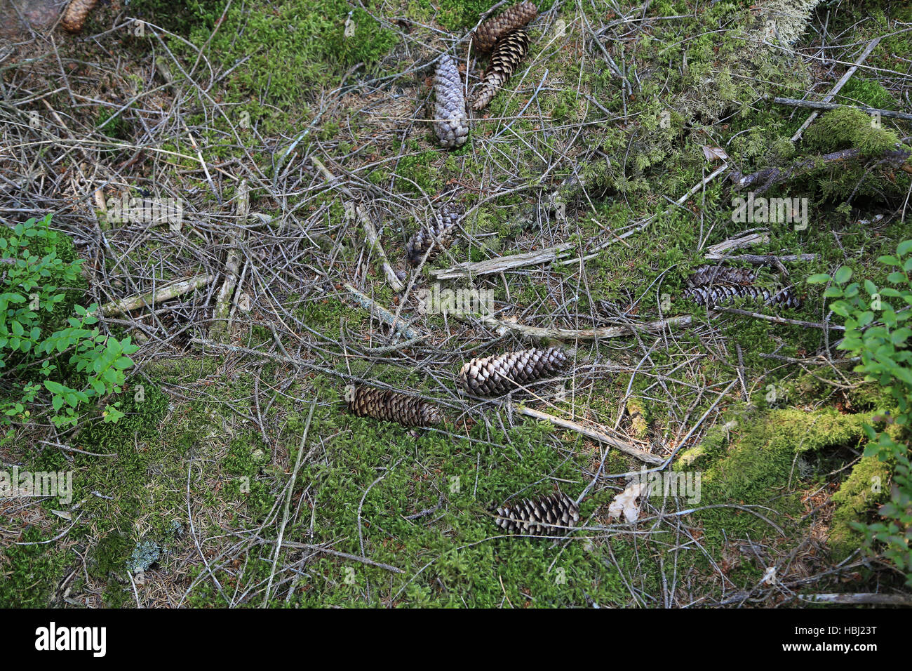 Waldboden Fichtenzapfen mit Moos Stockfoto