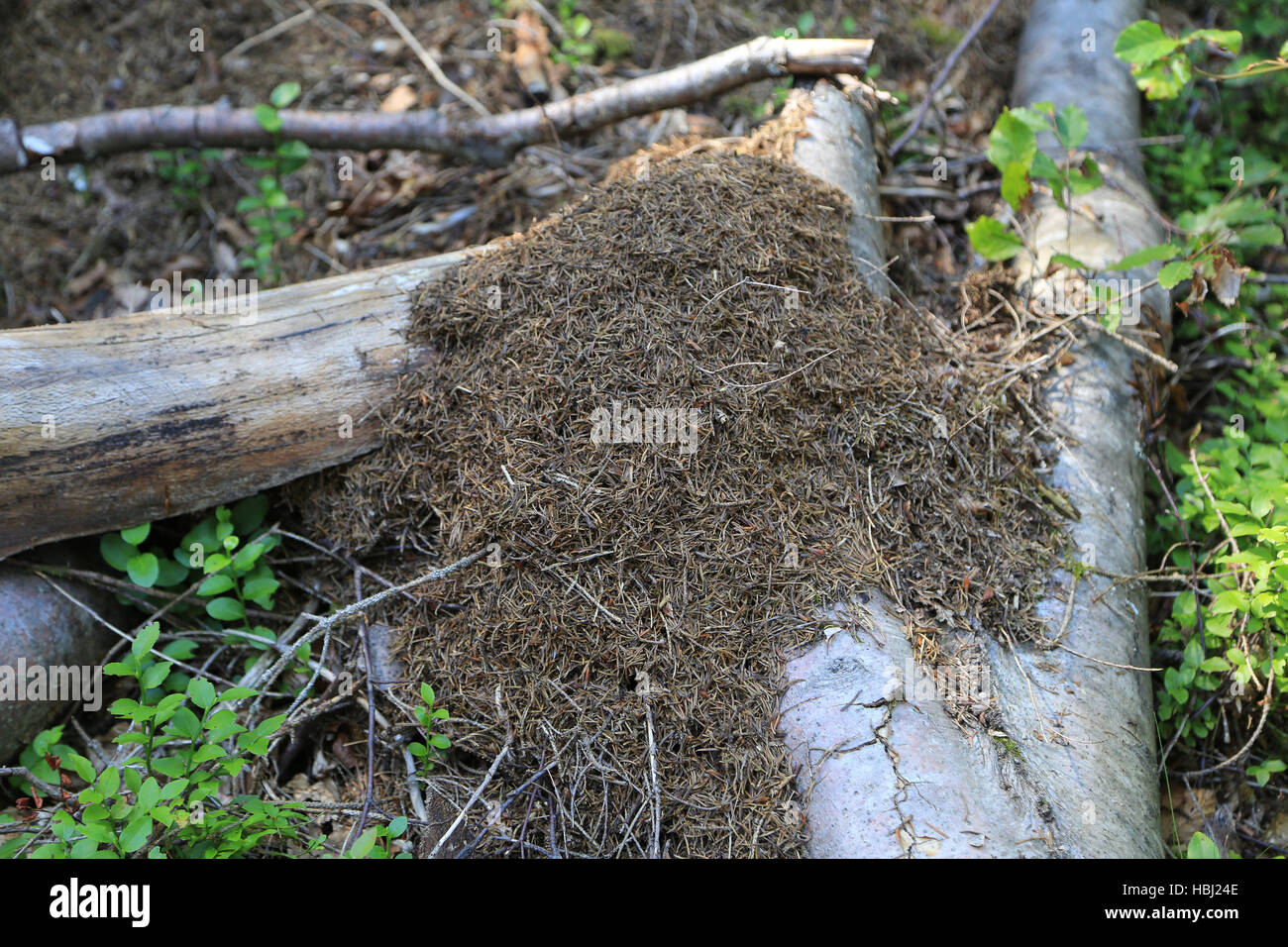 Ameisenhaufen, Holz und Wald Boden Stockfoto