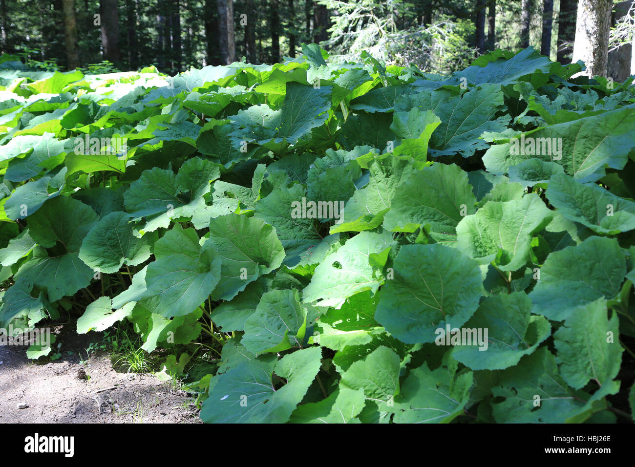 Pestwurz, Petasites Stockfoto