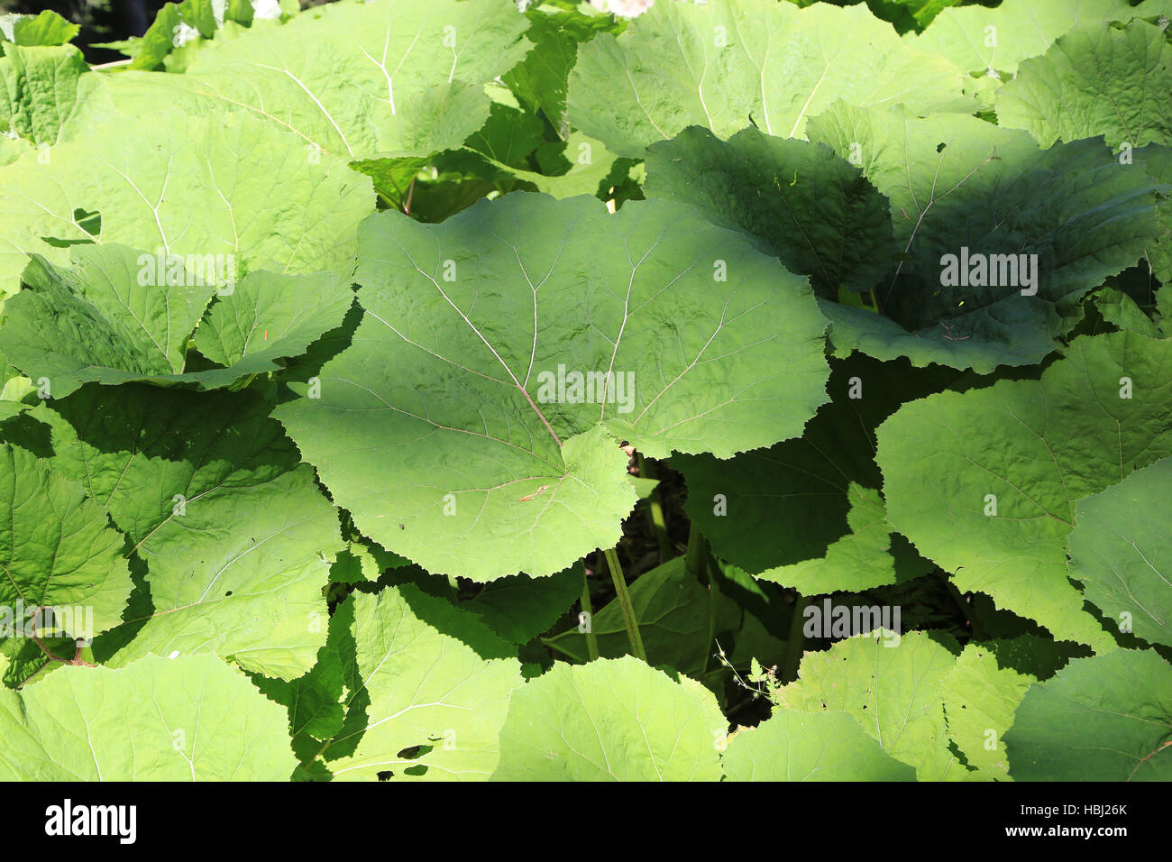 Pestwurz, Petasites Stockfoto