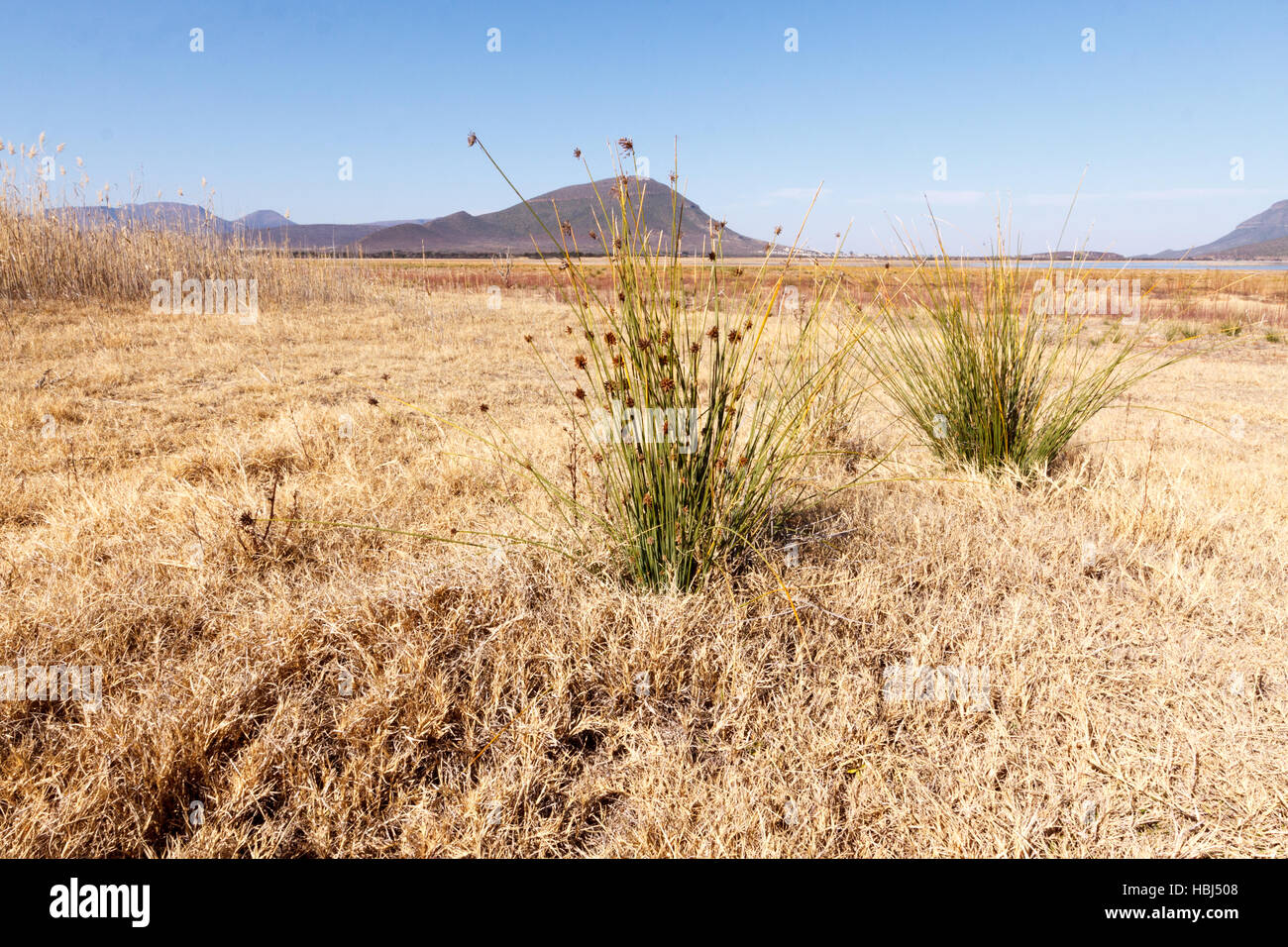 Grass - Graaff-Reinet Landschaft Stockfoto