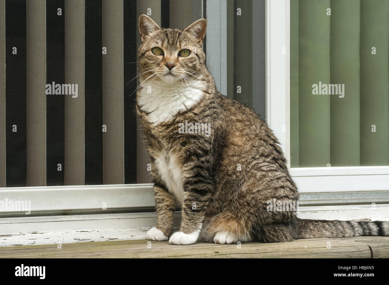 Tabby Katze an Haustür Stockfoto