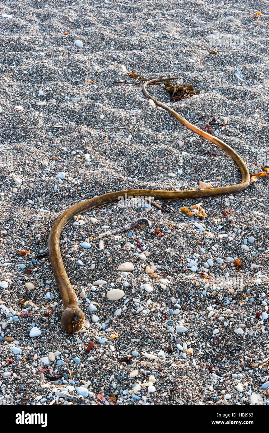 Ein Stipe von Bull Kelp (Nereocystis Luetkeana) angeschwemmt an einem steinigen Strand in Kalifornien Stockfoto