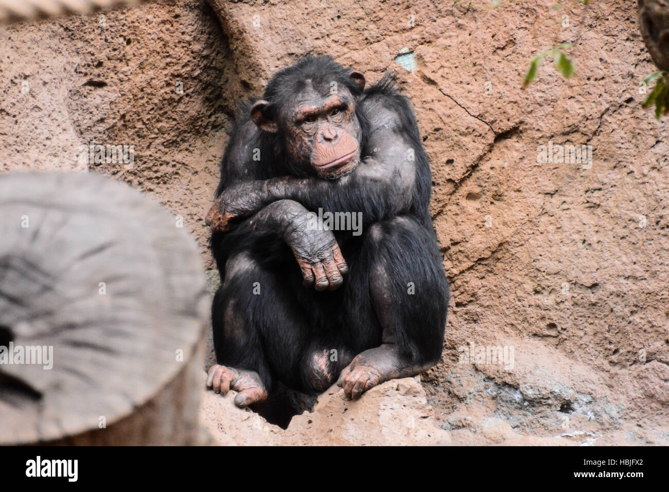 Schwarzen Chimpanzee Ape Säugetier Tier Stockfoto