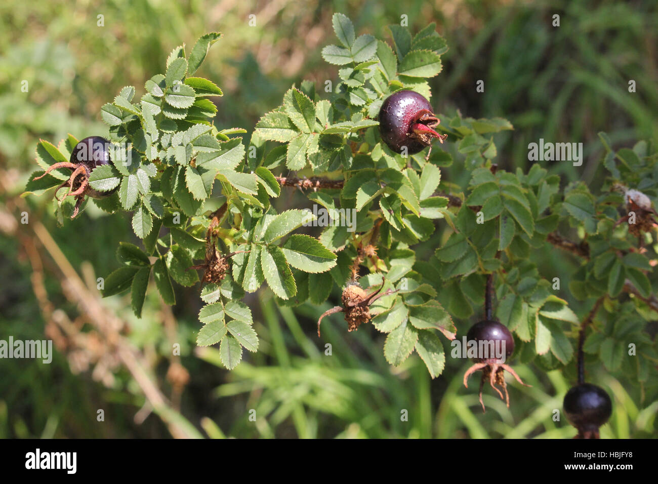 Hagebutten Stockfoto