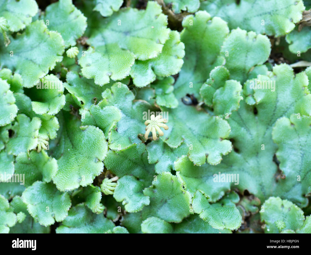 Grünes nass Moos mit einer kleinen Blume Stockfoto