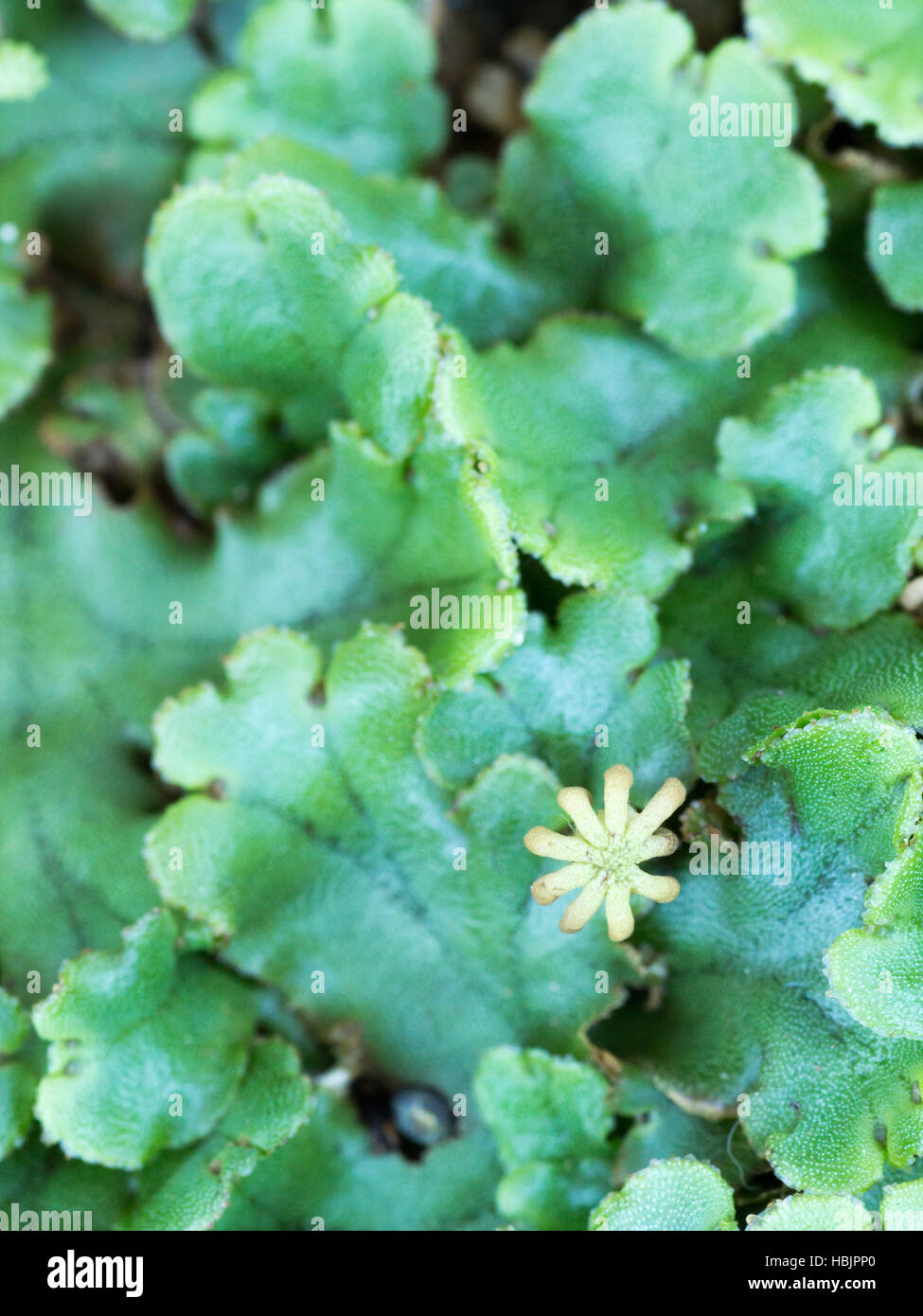 Grünes nass Moos mit einer kleinen Blume Stockfoto