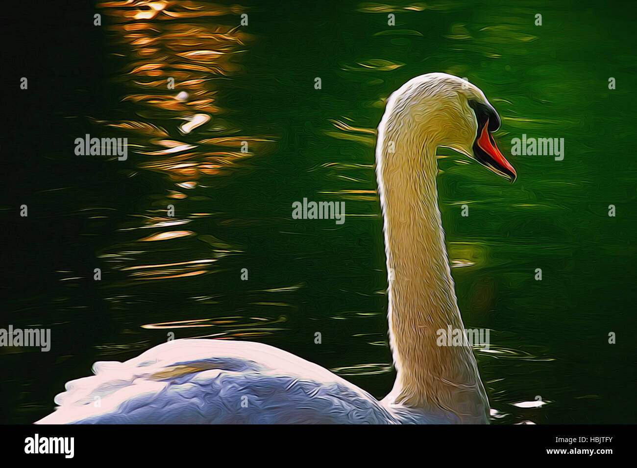 Swan Stockfoto