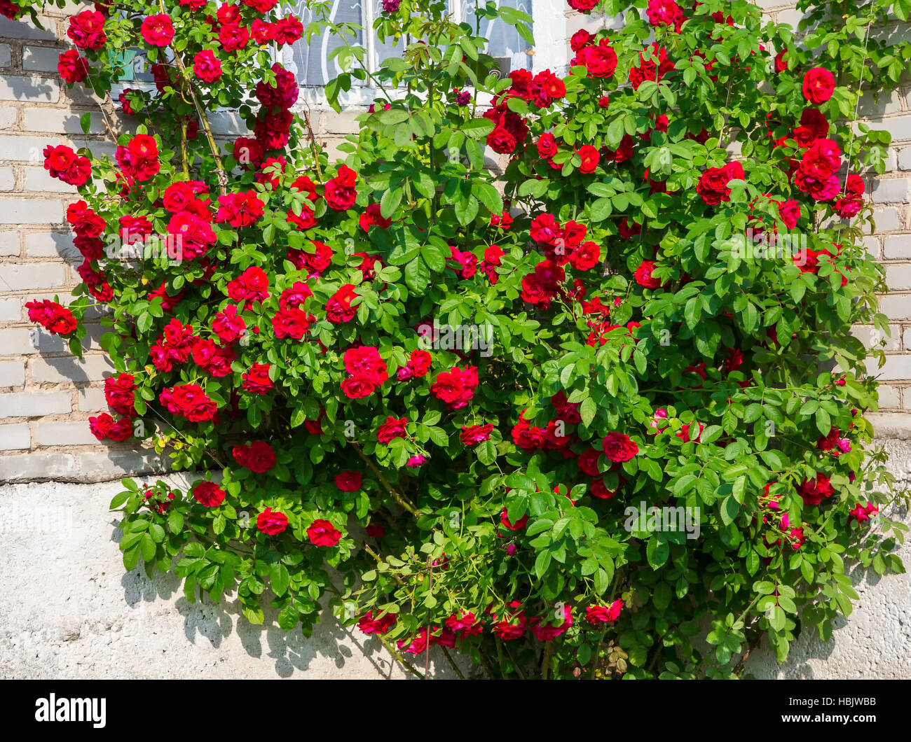 Strauch mit roten Rosen Stockfoto