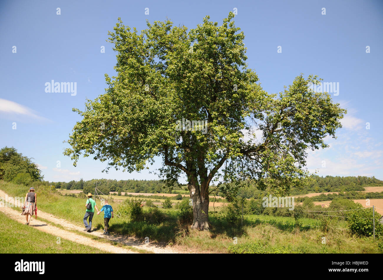 Pyrus pyraster Fotos und Bildmaterial in hoher Auflösung Alamy