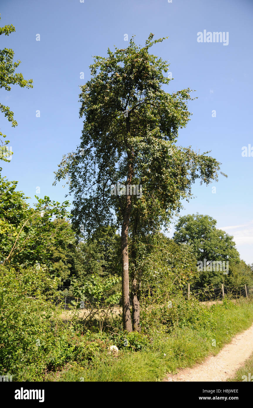 Pyrus Pyraster, Europäische Wildbirne Stockfotografie Alamy