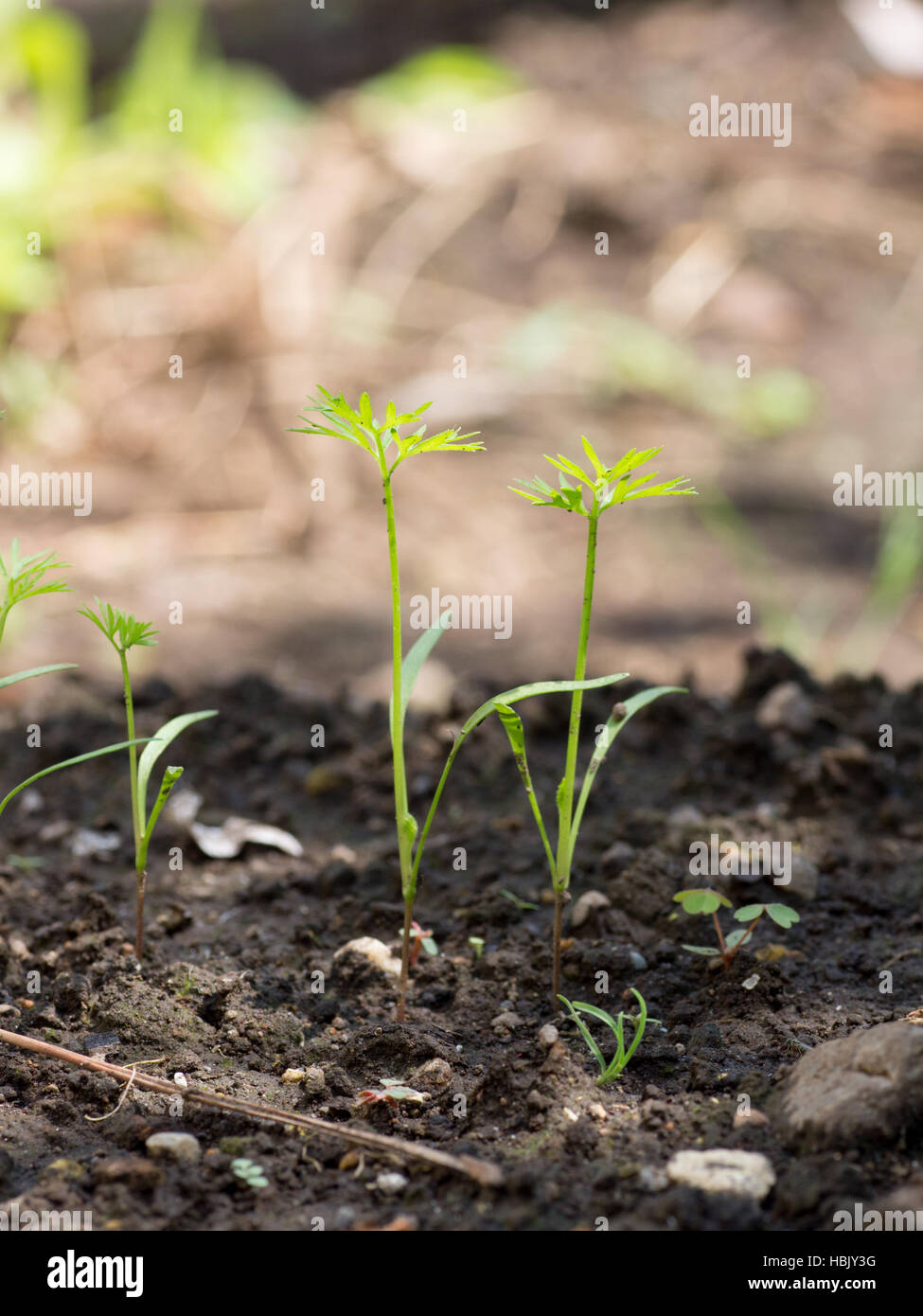 Kleine Karotten sprießen nur auf Bauernhof Stockfoto